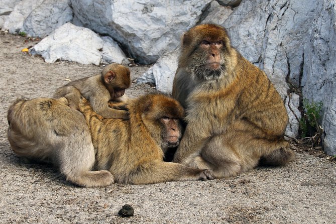 Gibraltar Day Trip from Seville + Rock Tour - Riding up the Rock to see the macaques