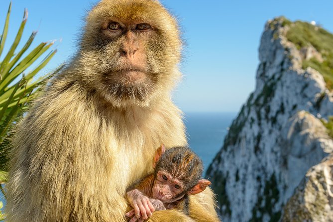 Gibraltar Inside Out Intermediate Tour 3.30hrs - The Rock of Gibraltar gives the tour its shape