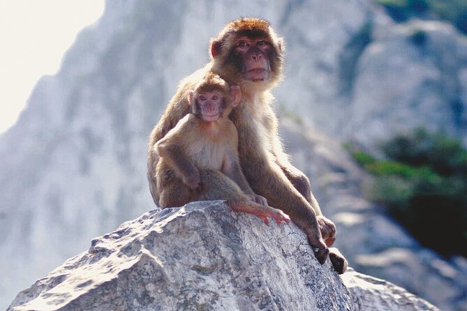 Gibraltar Rock Guided Tour - St. Michael’s Cave is the real prize
