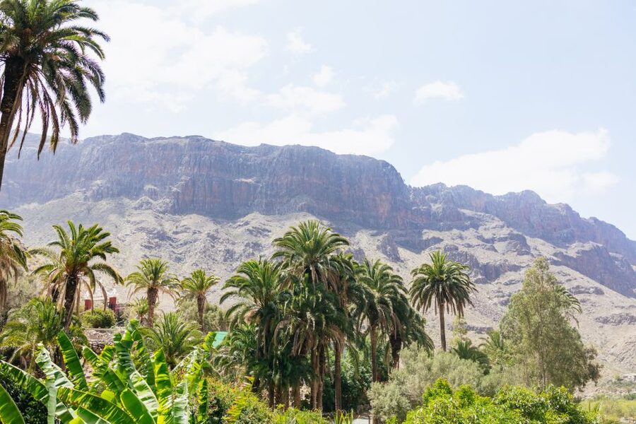 Gran Canaria: Camel Ride Safari w/ Optional Food & Transport - Key things to know before you book