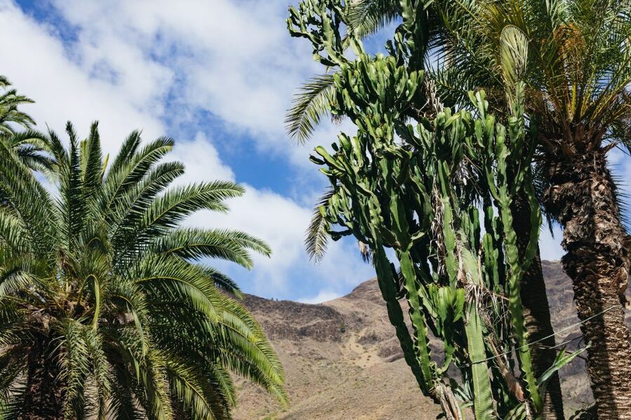 Gran Canaria: Camel Ride Safari w/ Optional Food & Transport - The tapas option and the old farm museum setting