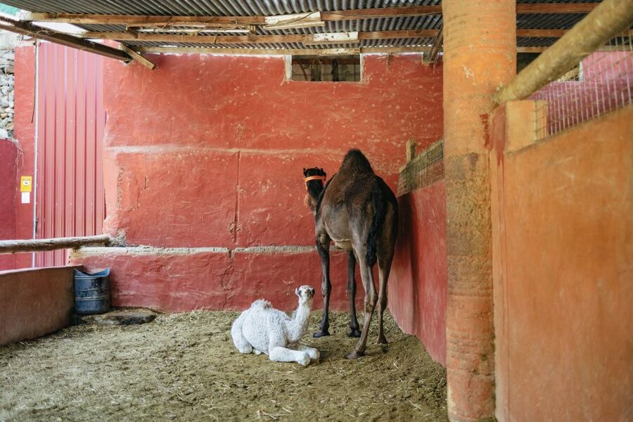 Gran Canaria: Camel Ride Safari w/ Optional Food & Transport - How the timing affects the value