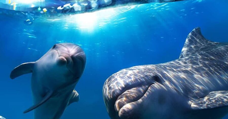 Gran Canaria: Dolphin and Whale Watching Cruise - Key things to know before booking