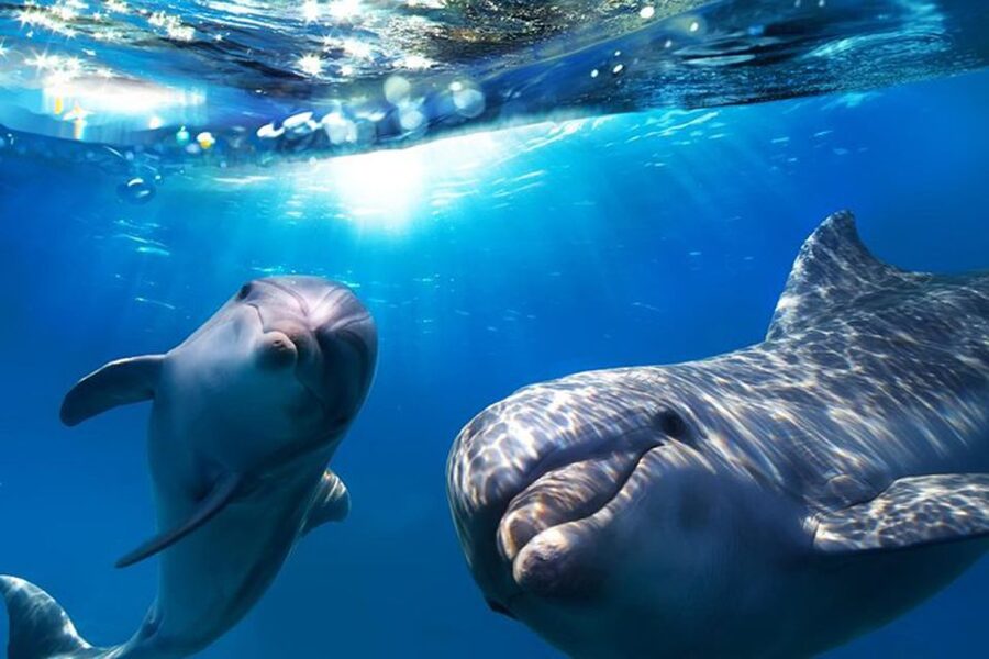 Gran Canaria: Dolphin and Whale Watching Cruise - Setting out from Puerto Rico at 10:15