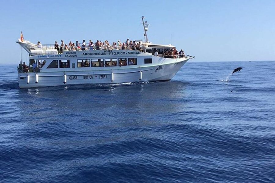 Gran Canaria: Dolphin and Whale Watching Cruise - What the boat ride feels like in real conditions