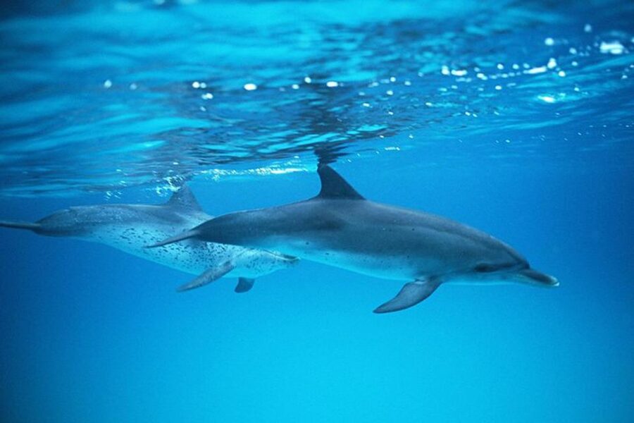 Gran Canaria: Dolphin and Whale Watching Cruise - The value of $40 for 2.5 hours