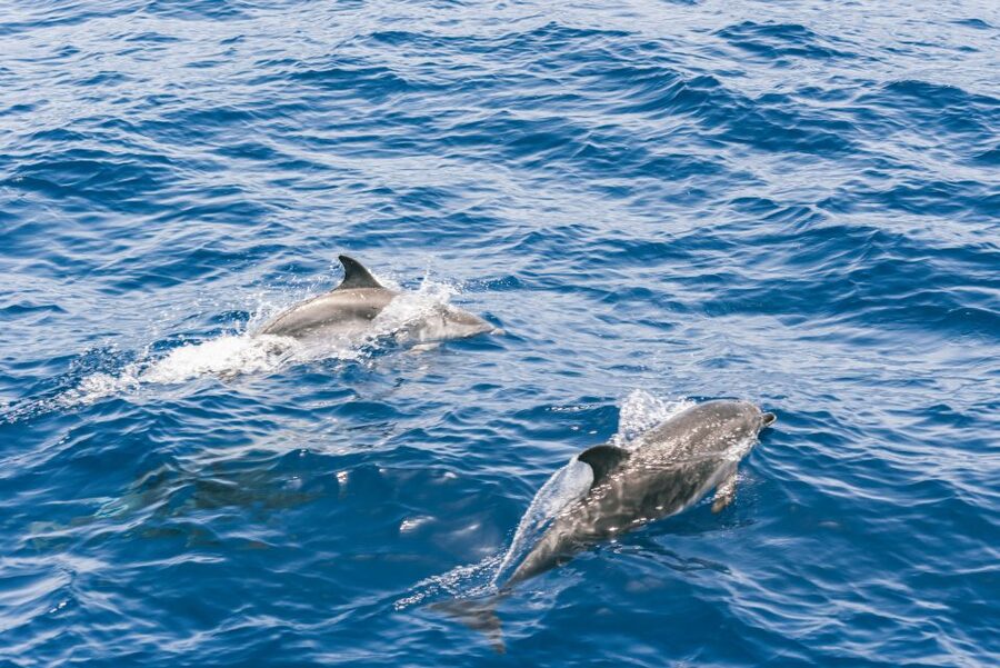 Gran Canaria: Dolphin and Whale Watching Cruise - Guides, languages, and the human side of the trip