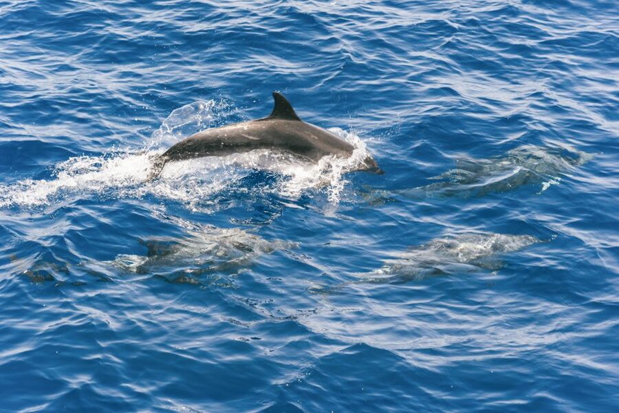 Gran Canaria: Dolphin and Whale Watching Cruise - Who should book this Puerto Rico cruise?