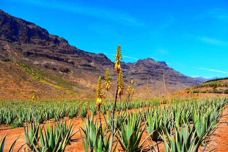 Gran Canaria: Full-Day VIP Tour by Bus - Crossing the pine and almond forests