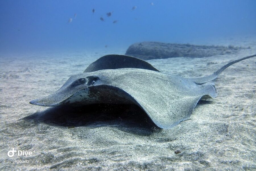 Gran Canaria: Try Scuba Diving for Beginners - The 30-minute briefing and safety lesson