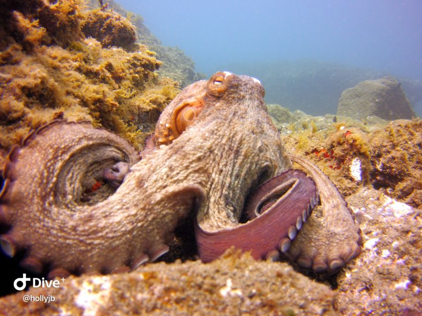 Gran Canaria: Try Scuba Diving for Beginners - Getting comfortable in shallow water
