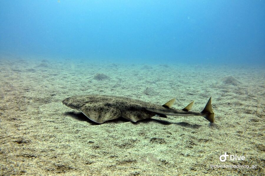 Gran Canaria: Try Scuba Diving for Beginners - What to bring and how to plan the day