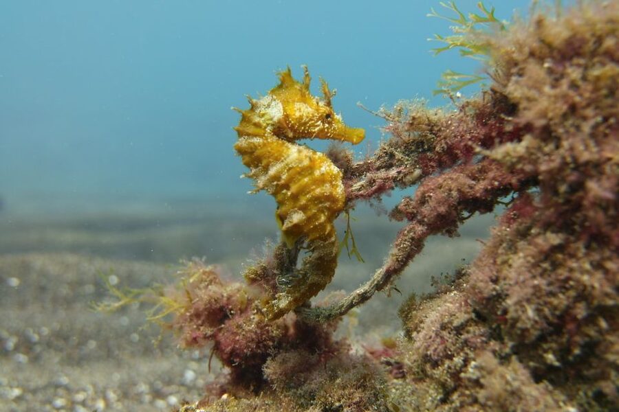 Gran Canaria: Try Scuba Diving for Beginners - Who should book this experience?