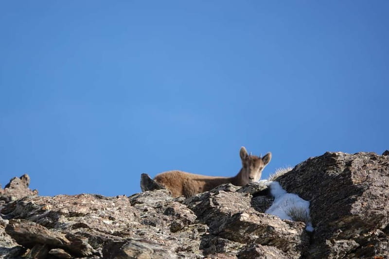 Granada: Sierra Nevada Safari Tour to 2500 m with a Drink - What the guides add to the day