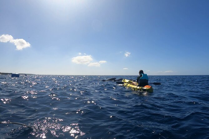Guided Kayak Tour From Los Cristianos Beach Tenerife - Looking for turtles and dolphins