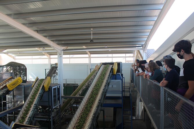 Guided tour and olive oil tasting in Alhaurin el Grande (Málaga) - Is $35.09 a fair price?