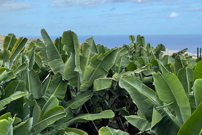 Guided tour of the Banana World - What makes this banana farm worth your time