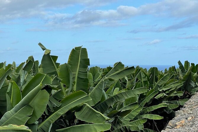 Guided tour of the Banana World - Group size can shape the experience