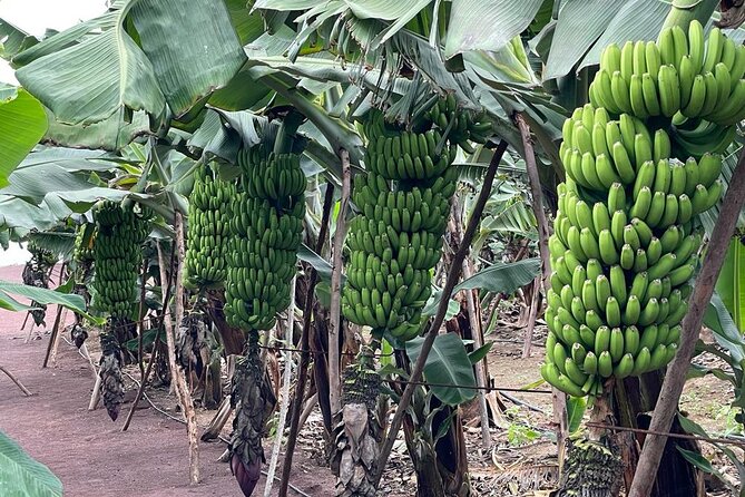 Guided tour of the Banana World - Who will enjoy this experience most?