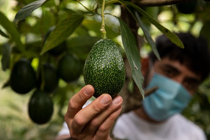 Guided Tour to the only coffee farm in Europe - Key points to know before booking
