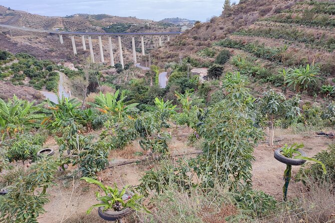 Guided Tour to the only coffee farm in Europe - Why this coffee farm is such an unusual stop