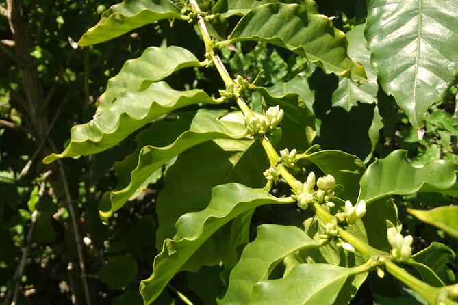 Guided Tour to the only coffee farm in Europe - The coffee plants are the headline, but not the whole show