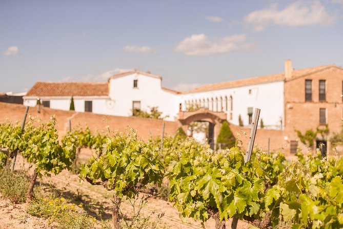 High-End Vineyard Escape: Cava, Tapas & Wine | Private Tour - Why the private format changes the value