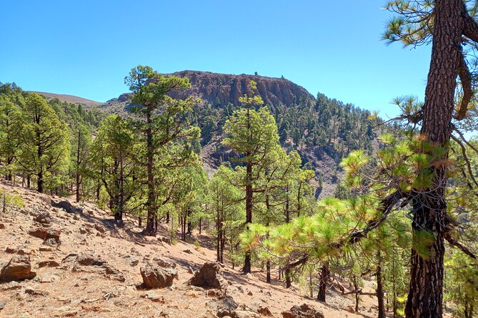 Hiking in Tenerife's Great Outdoors - Pickup, timing, and the practical shape of the day