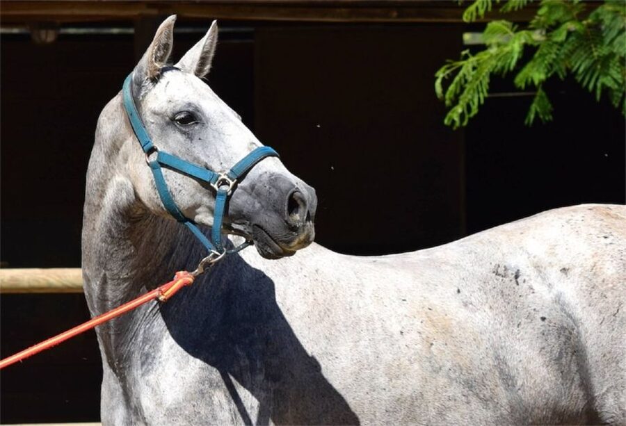 Horse-Drawn Carriage Ride Through Seville - Key points at a glance