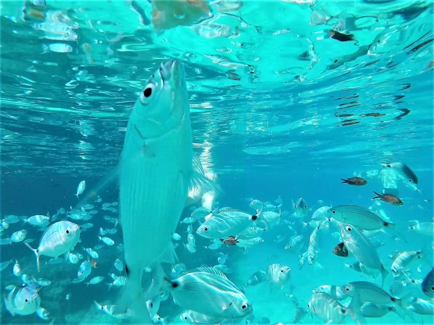 Ibiza: Snorkeling and SUP Paddle, Beach and Cave Boat Tour - Is $68 a fair price?