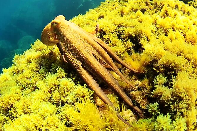 Ibiza Snorkeling Beach and Cave Tour - Sea conditions can rewrite the route