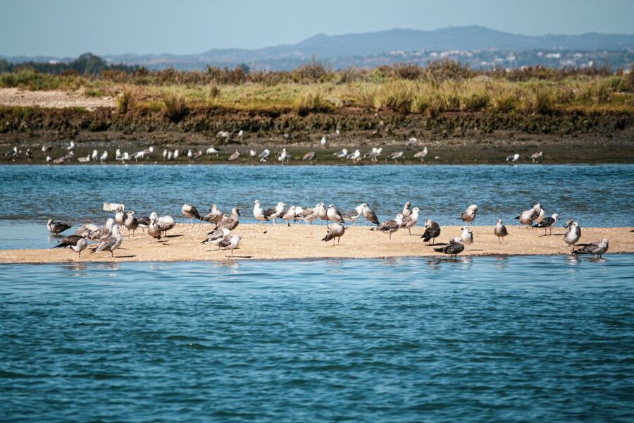 Isla Cristina/Isla Canela: Boat Trip Through the Marshes - Why the sunset departure is worth considering