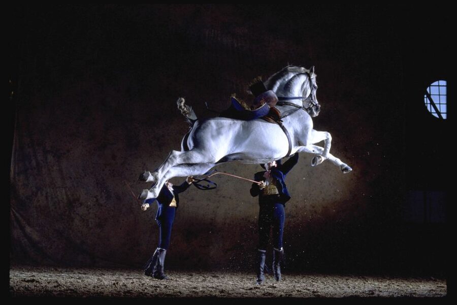 Jerez de la Frontera: How the Andalusian Horses Dance - Work in hand shows obedience without a saddle