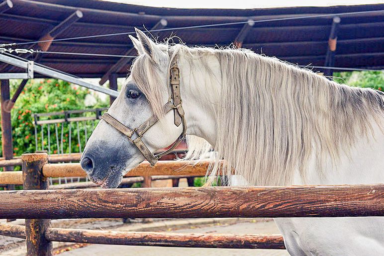 Jerez: Royal Andalusian School of Equestrian Art Admission - Watch daily training in the riding arenas