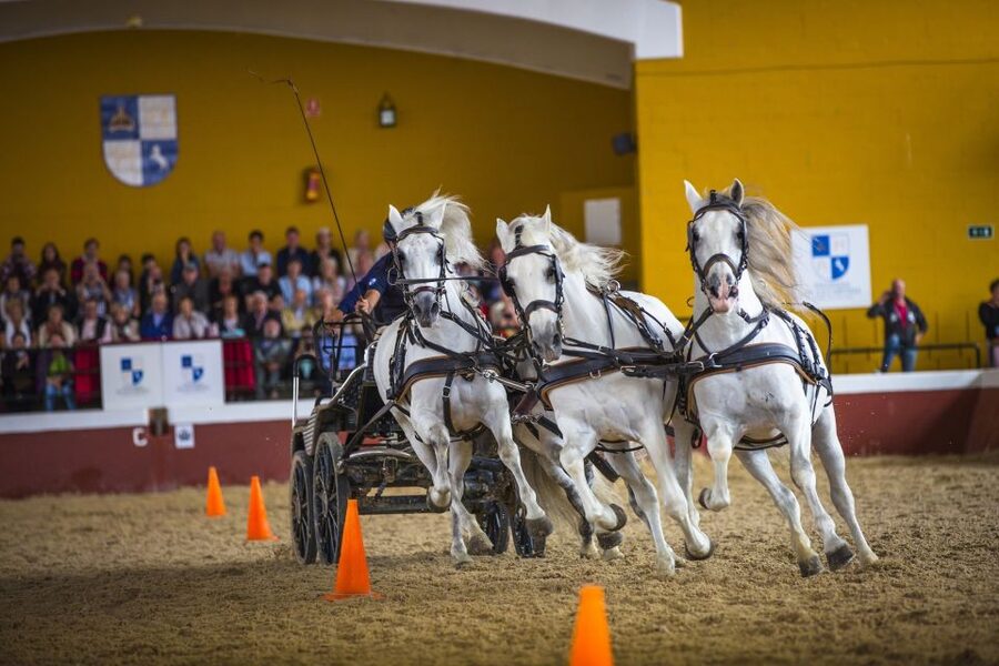 Jerez: Yeguada de la Cartuja Carthusian Horses Tour - Key points to know before you go