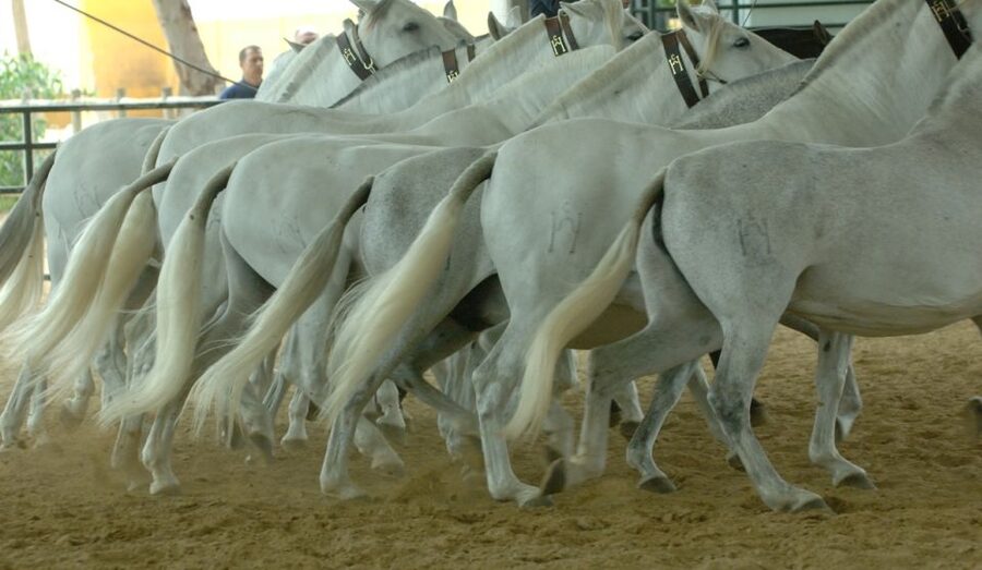 Jerez: Yeguada de la Cartuja Carthusian Horses Tour - Should you book the Yeguada de la Cartuja tour?