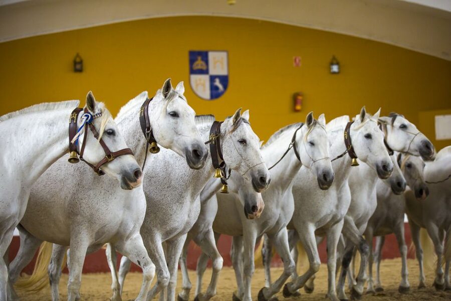 Jerez: Yeguada de la Cartuja Carthusian Horses Tour - Reaching Fuente del Suero outside Jerez