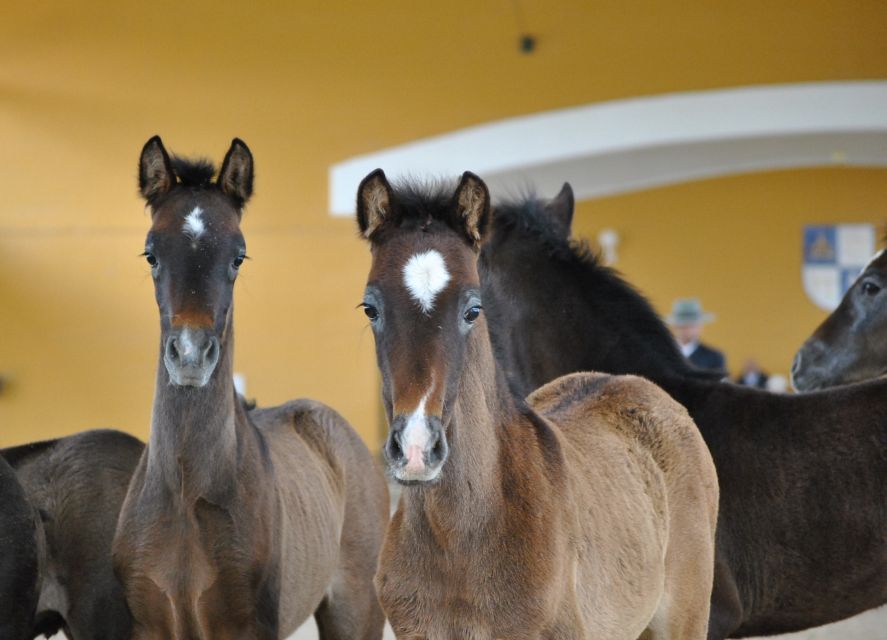 Jerez: Yeguada de la Cartuja Carthusian Horses Tour - Walking through the farm and paddocks