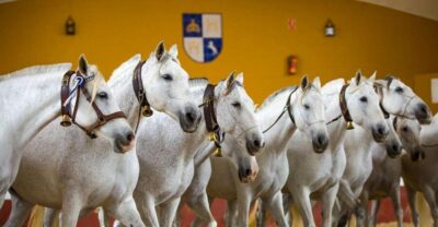 Yeguada de la Cartuja Carthusian Horses Tour