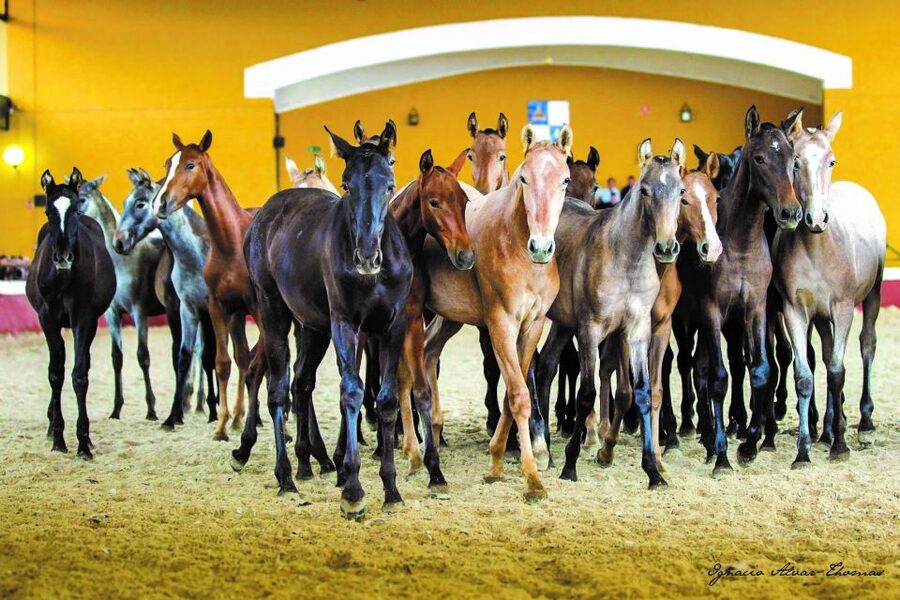 Jerez: Yeguada de la Cartuja Carthusian Horses Tour - What makes this different from a standard horse show