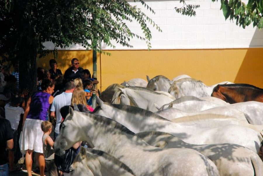 Jerez: Yeguada de la Cartuja Carthusian Horses Tour - Timing, language, and accessibility