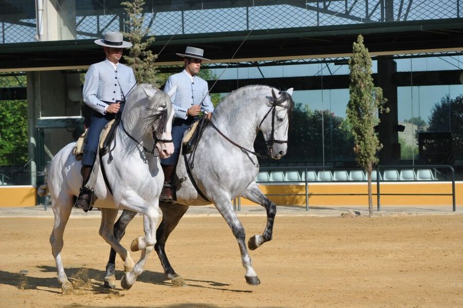 Jerez: Yeguada de la Cartuja Carthusian Horses Tour - Who should book this experience?