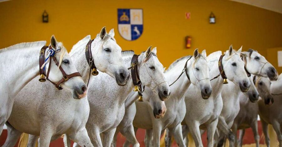 Jerez: Yeguada de la Cartuja Carthusian Horses Tour - Why the Carthusian bloodline matters