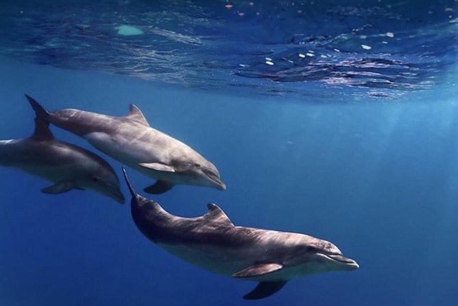 Kayak Safari with Dolphin and Turtle Watching in Guaza - The Cave of Palmar and the rocky coast
