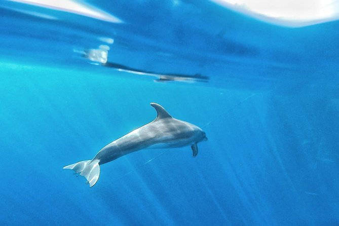 Kayak Safari with Dolphin and Turtle Watching in Guaza - What the guides do well