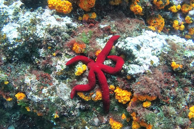 Kayak & Snorkel Tour in Cerro Gordo Natural Park, La Herradura - Guides Are the Strongest Part of the Experience