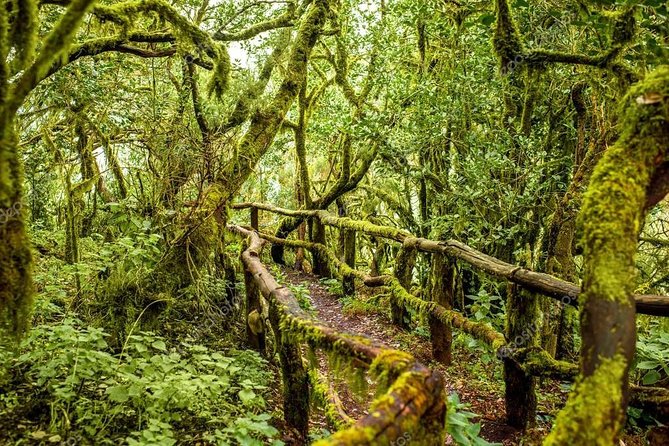 La Gomera Day Trip from Tenerife - Garajonay National Park and the misty laurel forest