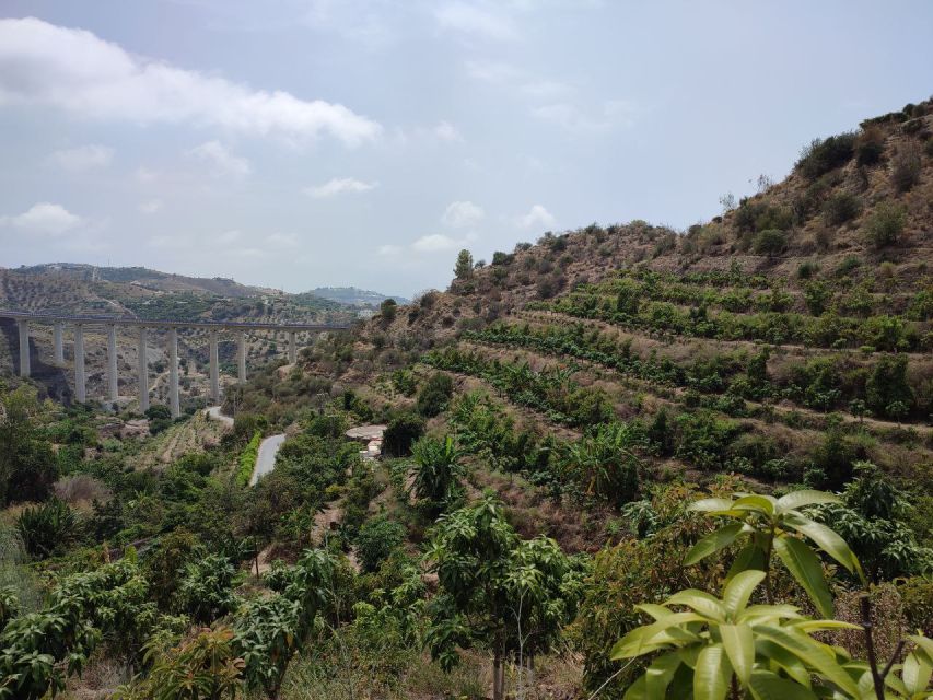 La Herradura Coffee Farm: tour in Europe's only plantation - Why coffee grows near La Herradura