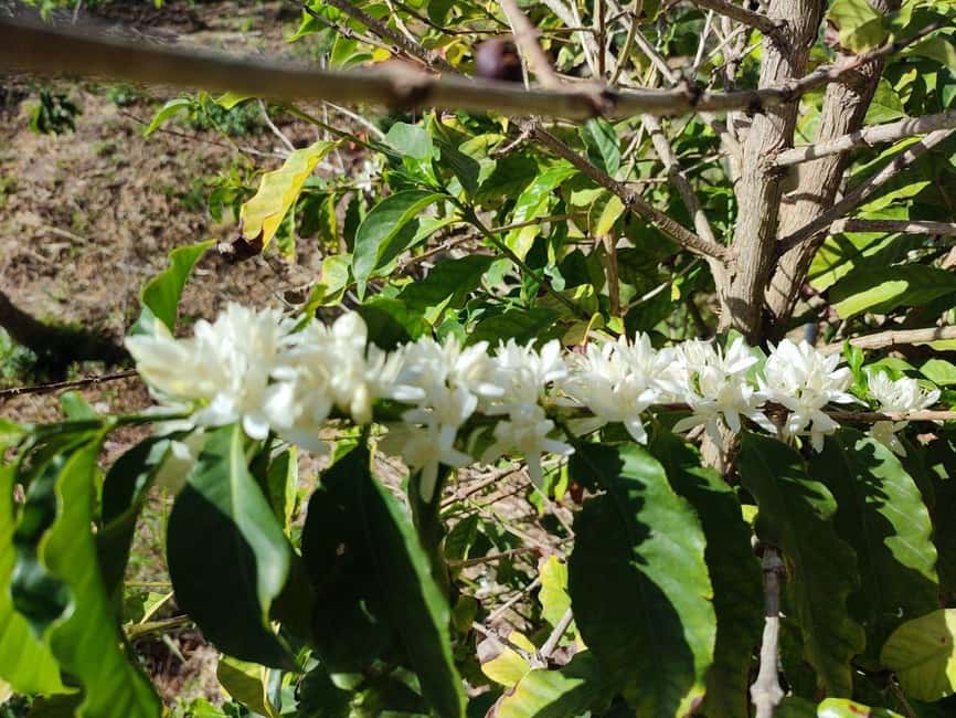 La Herradura Coffee Farm: tour in Europe's only plantation - Who should book this farm experience
