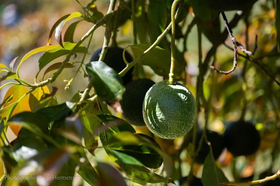 La Herradura Coffee Farm: tour in Europe's only plantation - Should you book La Herradura Coffee Farm?